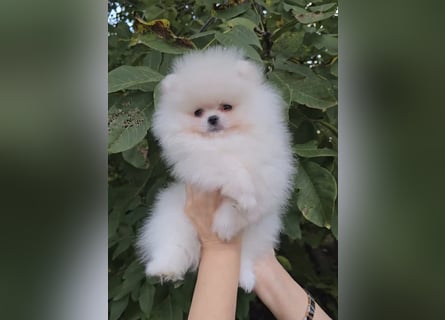 Pomeranian