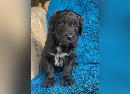 Aussiedoodle Welpen mini / medium F1