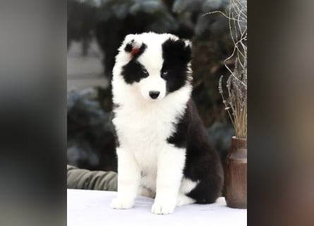 Yakutian laika / Yakutskaya Laika puppies