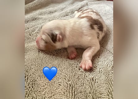 Mini/Miniature Australian Shepherd Welpen mit Papiere