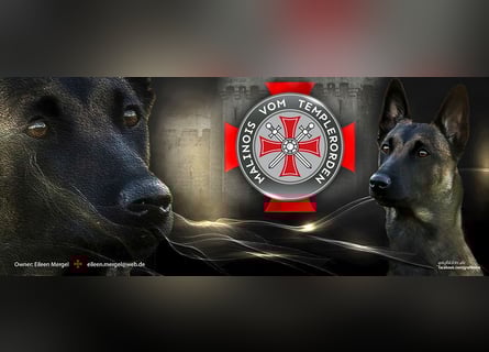 Malinois