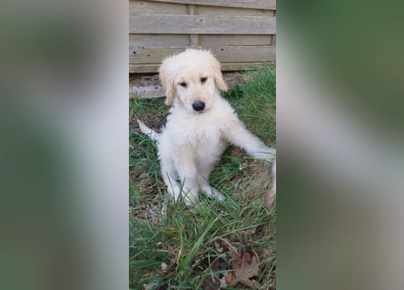 Goldendoodle Welpe F1