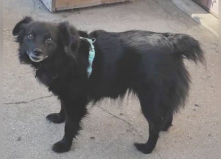 ungar. Zamperl MOLLY - 8 Jahre, 35cm/9,8kg - kleiner Mischling
