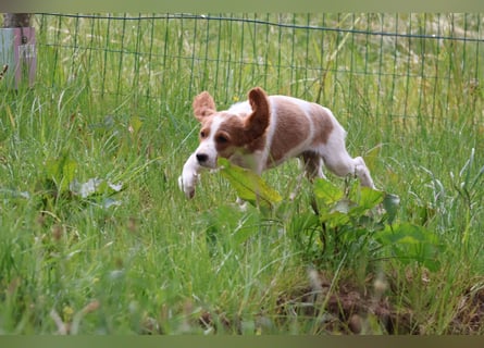 Sportlicher Familienhund - Irish Red and White Setter