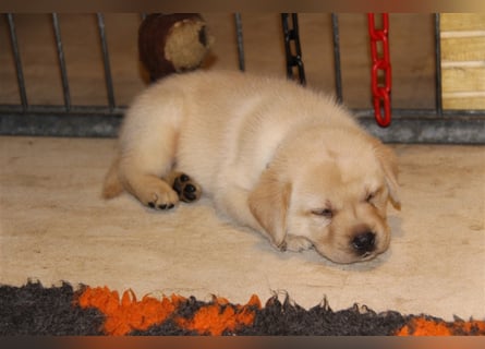 Unsere bildhübschen, vitalen Labradorwelpen sind gelandet!