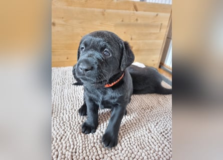 Labradorwelpen suchen bestes Zuhause