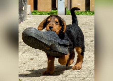 Airedale Terrier Welpen für aktive Hundefreunde