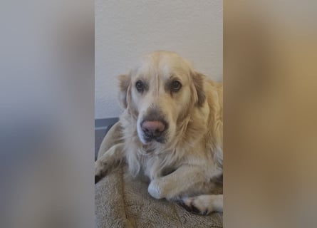 Golden Retriever Deckrüde