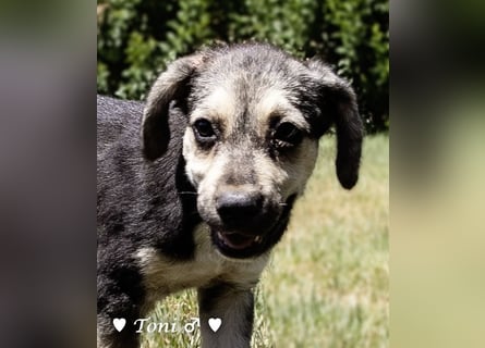 Teddy und seine Geschwister suchen ab September ein Zuhause