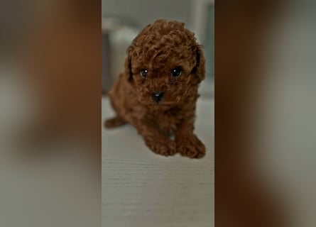 Bildschöne xxs Asiatische Püppchen Toypudel Welpen
