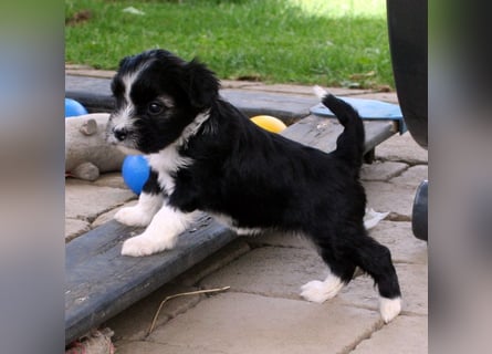 Kirsei-Kra Tibet Terrier Welpen ( VDH / ILT )