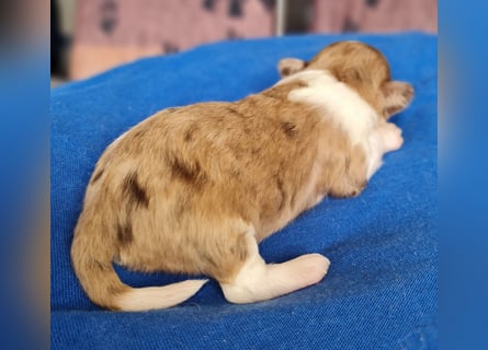 Bezaubernde Welpen aus Bolonka Zwetna und Pomeranian (Zwergspitz)