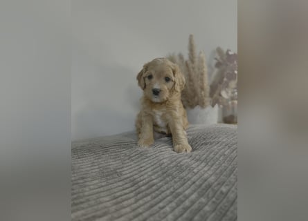 Cavapoo Welpen