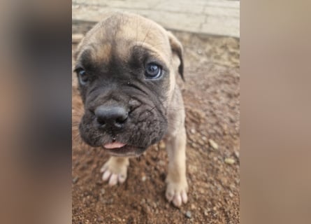 Cane corso mastiff mix 