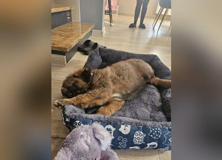 Do khyi Tibetischer Mastiff