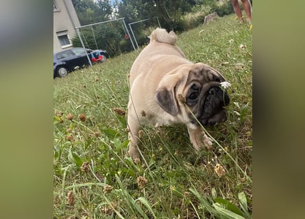 Mops welpen ab sofort Abgabe bereit.