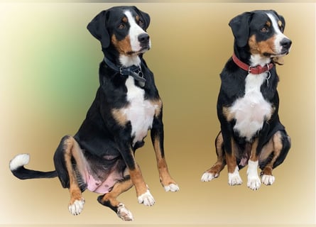 Appenzeller Sennenhund Welpe Rüde reinrassig sucht ein liebevolles Zuhause