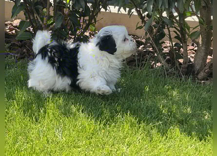 2 zuckersüße Maltipoo Welpen - Rüde und Hündin