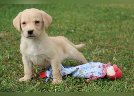 Labrador Welpen reinrassig mit Ahnentafel dürfen ab dem 25.08.25 ins neue Heim