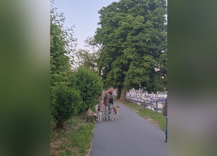 Mica – Abenteurer mit Herz sucht erfahrenes Zuhause