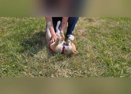 Shiba inu Welpen.   vom Haus Joe   ,Liebhaberzucht