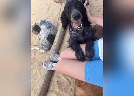 Jordan,kinderlieber, verschmuster English-Setter-Mix