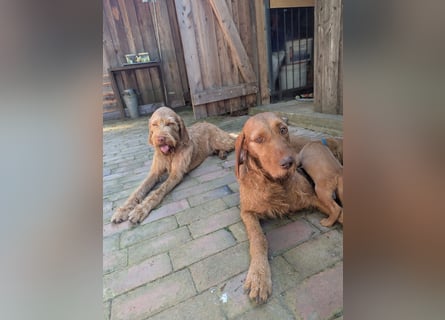 Ungarisch-Drahthaar-Welpen (UD) - Magyar Vizsla