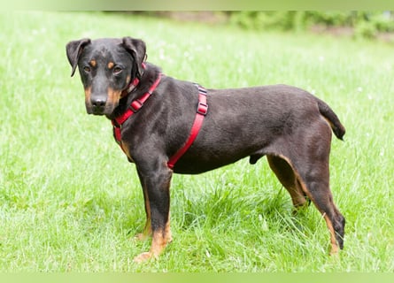 Chapi - quirliger, verschmuster Familienhund - Tierhilfe Franken e.V.