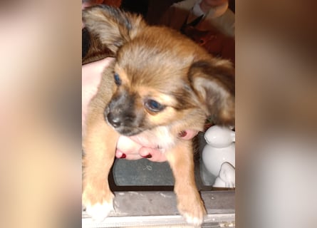 XXS Mini-Rasse-Mix Welpen Chihuahua, Papillon