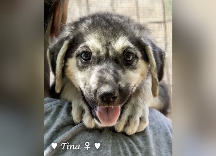 Teddy und seine Geschwister suchen ab September ein Zuhause