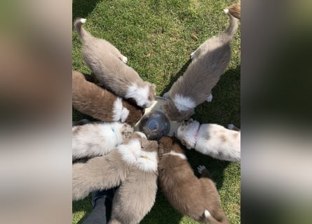 Reinrassige Australian Sheperd Welpen