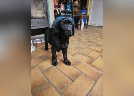 Nur 2 Labrador Weibchen mit Ahnenpass 2 Rüden & 6 Weibchen in Schwarz