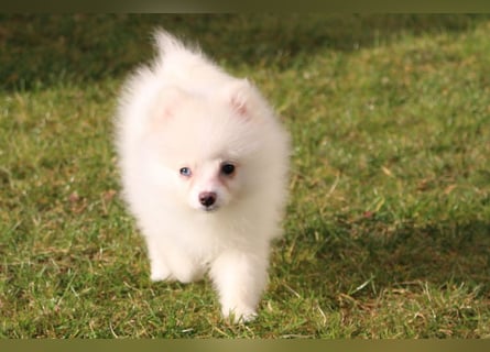 Zwergspitz Pomeranian "Vanilla" Hündin 4 Monate kann ins neue Heim ziehen