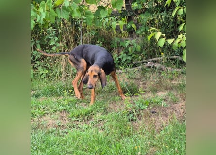 Rocco  - dringend - ein Überlebenskünstler sucht ein neues Zuhause