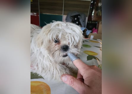 Shih Tzu Mix Welpen vom 18.03.25