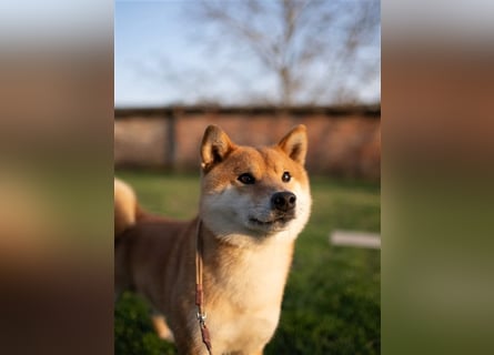 Shiba Inu beautiful puppies