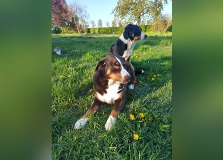 Appenzeller Sennenhund Welpen