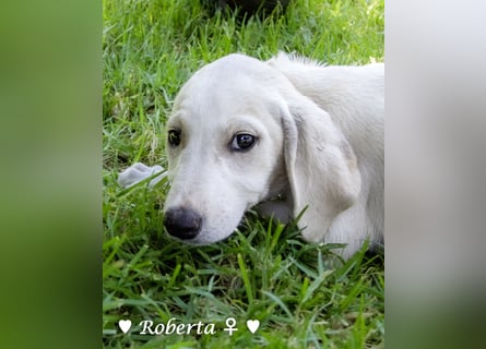 Ralfie, Roberta, Robbie und Rickie suchen eine Familie