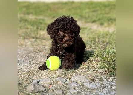 Lagotto Romagnolo – Hochwertige Welpen aus der registrierten Zuchtstätte King of the Truffles