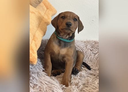 Deutscher Pinscher Welpen aus dem Haus ,,Cava Land" FCI Zucht