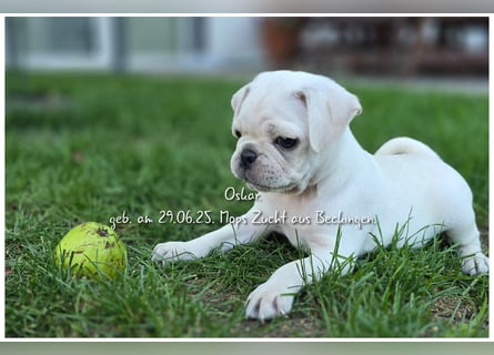 Mops Welpen