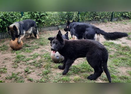Altdeutsche Schäferhund Welpen