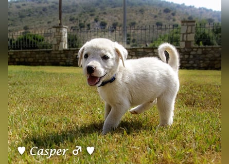 Biscuit, Casper, Pearl, Lily und Dove  suchen ihre Familie ab Oktober