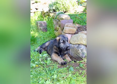 Irische Wolfshunde/ Irish Wolfhound Welpen