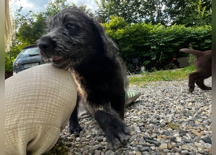 Labradoodle Welpen
