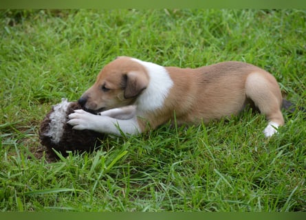 Kurzhaarcollies "Apple Meadow"