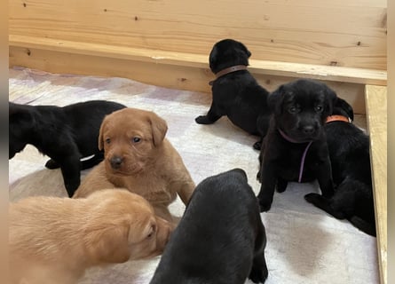 Labrador Welpen in foxred und schwarz aus liebevoller Hobbyzucht