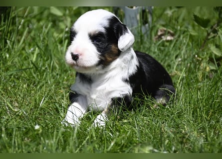 traumhaft hübscher Tibet Terrier Welpen aus erfahrender Zucht  sind geboren dürfen im Juni ausziehen