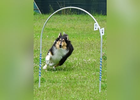 Lang- und Kurzhaar- Collie- Welpen