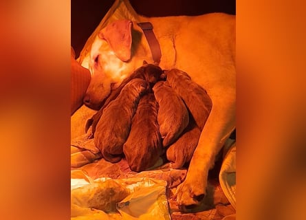 Labrador welpen in Tolle farben!